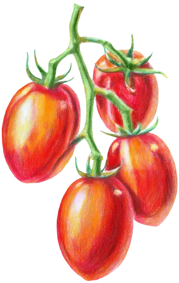 tomate