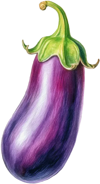 aubergine